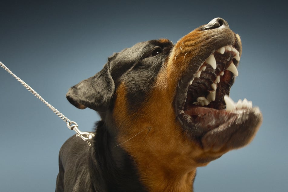 Der Rottweiler griff die 34-jährige Frau an und fügte ihr schwere Bisswunden zu. (Symbolbild)