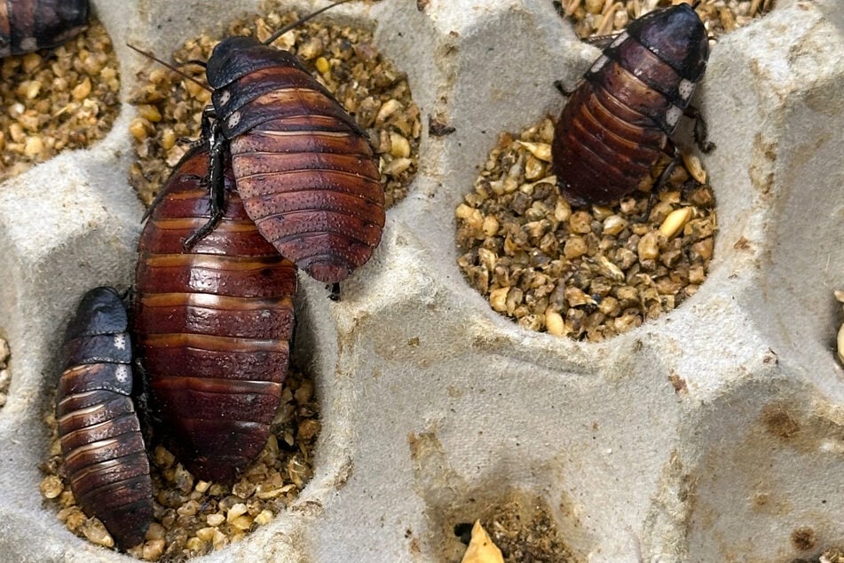 Bei den sichergestellten Insekten handelt es sich unter anderem um Argentinische Schaben und Madagaskar-Fauchschaben.