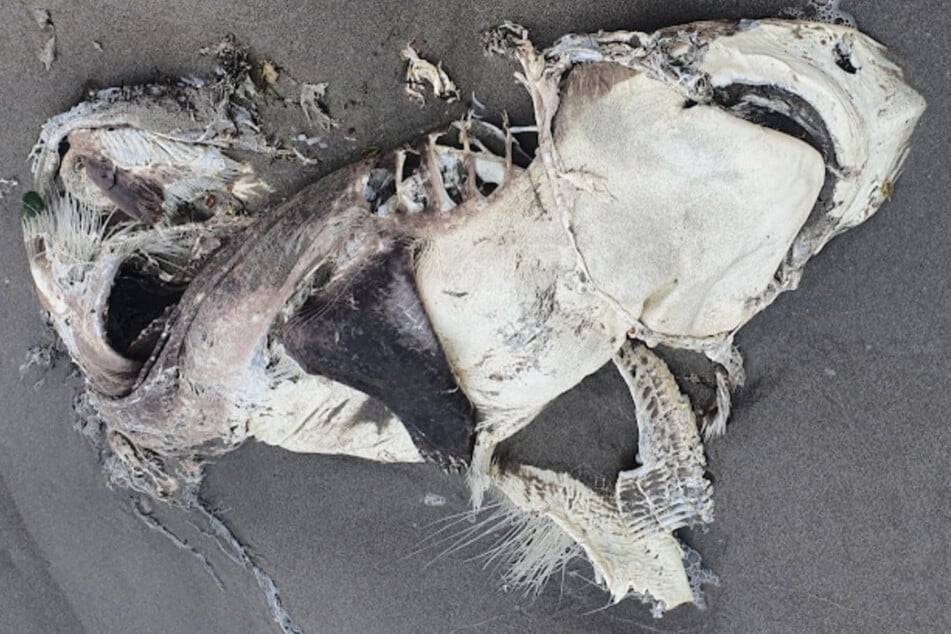 Als der Experte den Kadaver schließlich fand, war nicht mehr viel übrig von dem ausgewachsenen Bronzehai (Carcharhinus brachyurus).