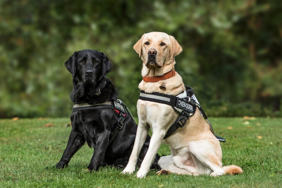 Labrador Retriever sind nicht nur intelligente Hunde sondern gelten auch als besonders kinderlieb.