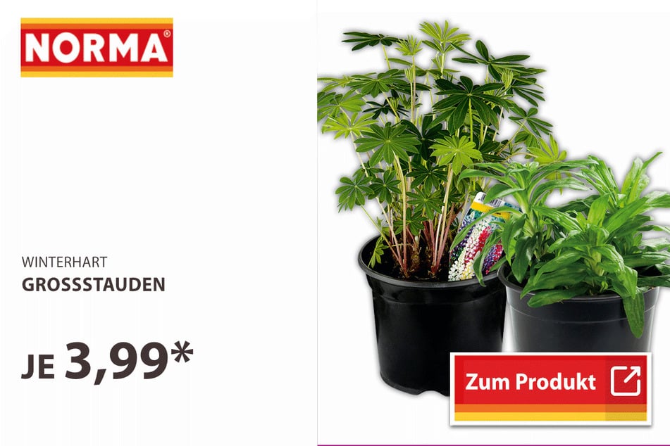 Großstauden