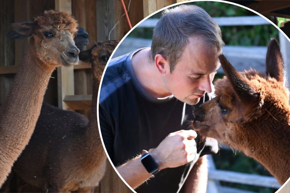 Nachbarschaftsstreit und Behörden-Irrsinn eskaliert: Alpaka-Halter kämpft um seine Tiere
