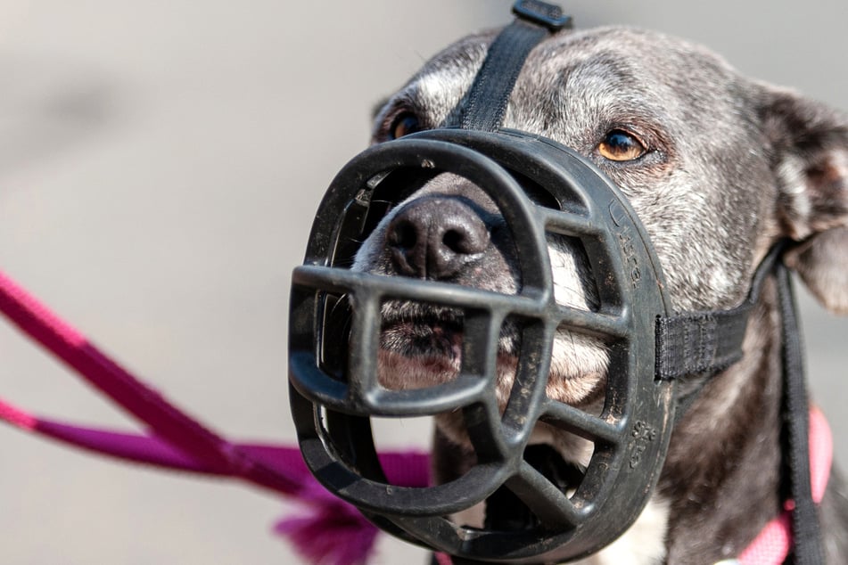 Schreckliche Beißattacke in Marburg: Diese Regeln gelten für Hundehalter