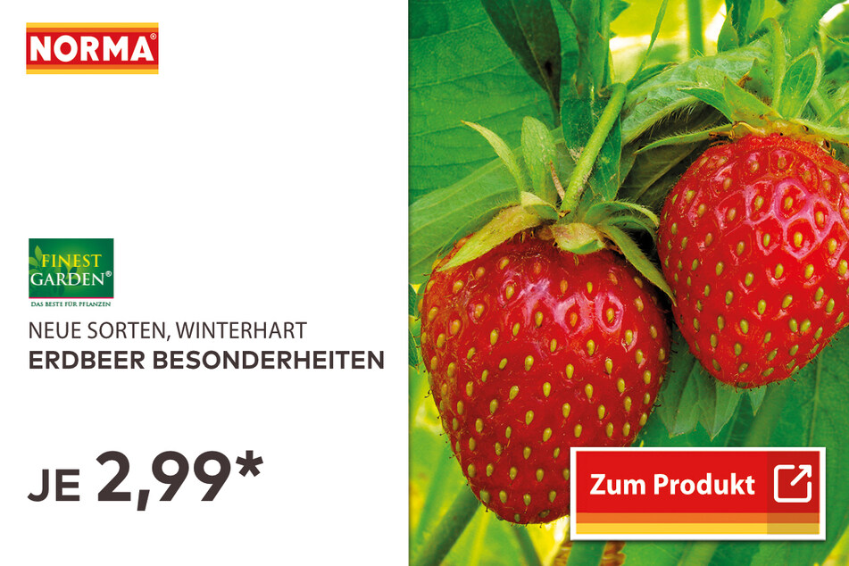 Erdbeer-Besonderheiten für je nur 2,99 Euro.