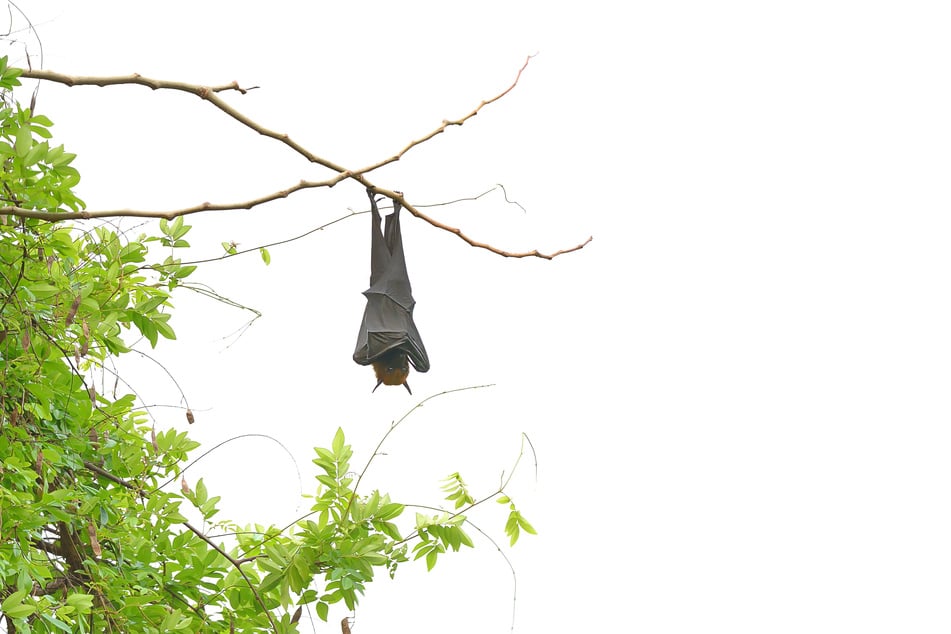 Tollwut kommt vor allem bei Wildtieren wie Fledermäusen und Waschbären vor. (Symbolbild)