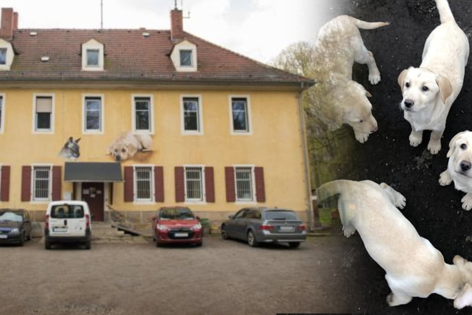 Anfeindungen gegen Freitaler Tierheim-Mitarbeiter - jetzt reagieren sie!