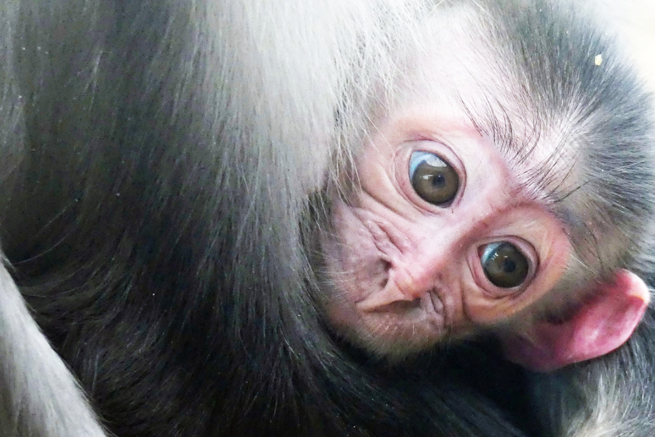 Die Rotscheitel-Mangaben im Frankfurter Zoo haben erstmals Nachwuchs bekommen: Dieses männliche Jungtier wurde dort am 23. November zur Welt gebracht.