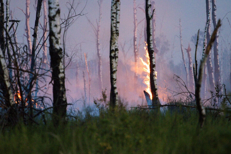 Ein Großteil der Bäume ist durch den Brand abgestorben.