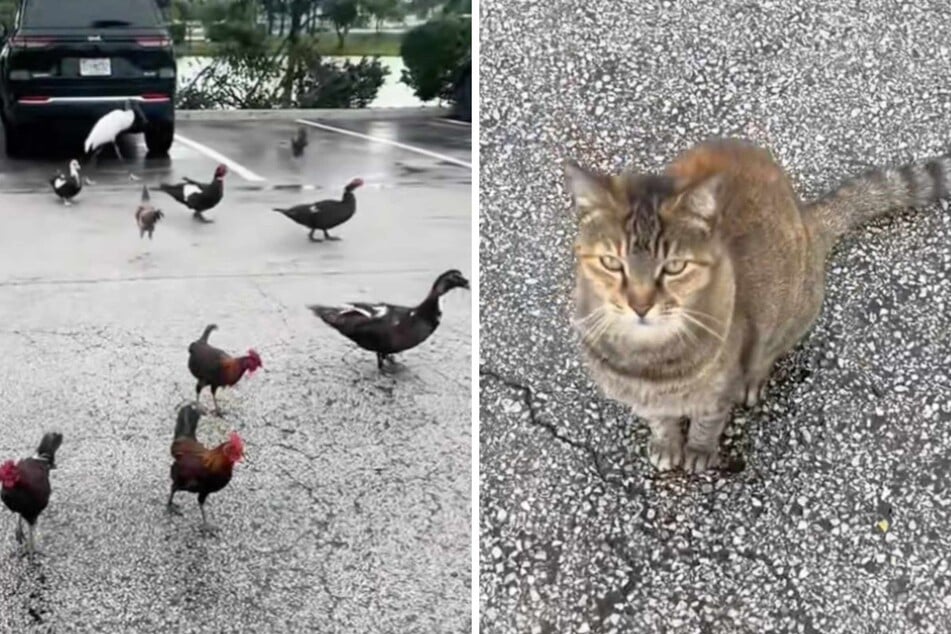 Woman tries to call a cat over to her: what happens next leaves her speechless