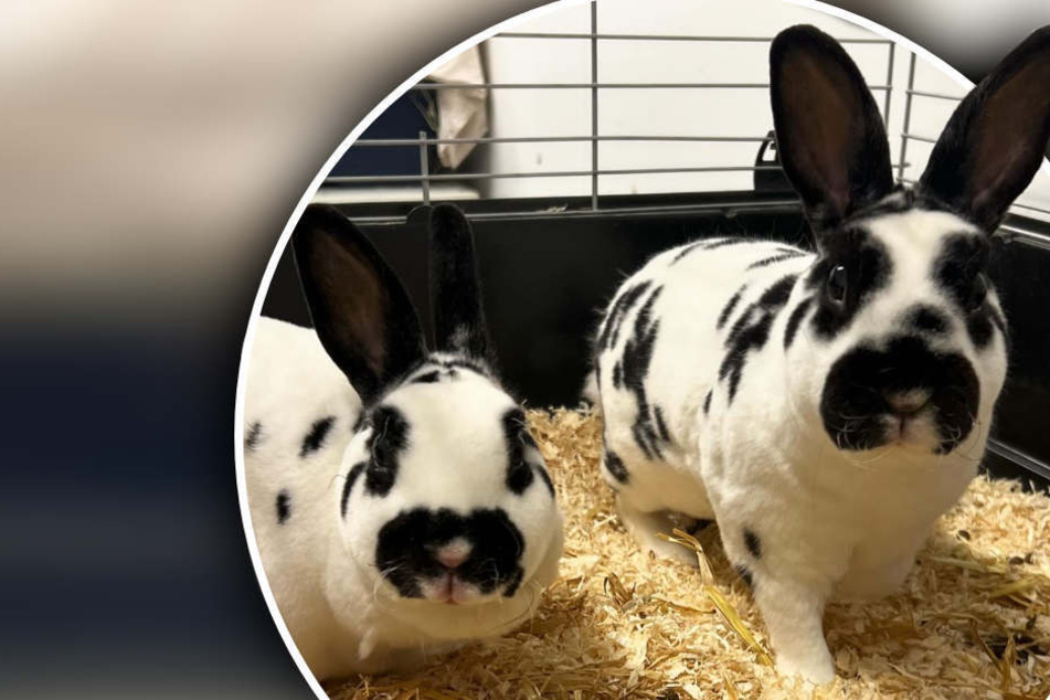 Kaninchen aus Obdachlosen-Unterkunft gerettet: Doch seither hatten sie kein Glück