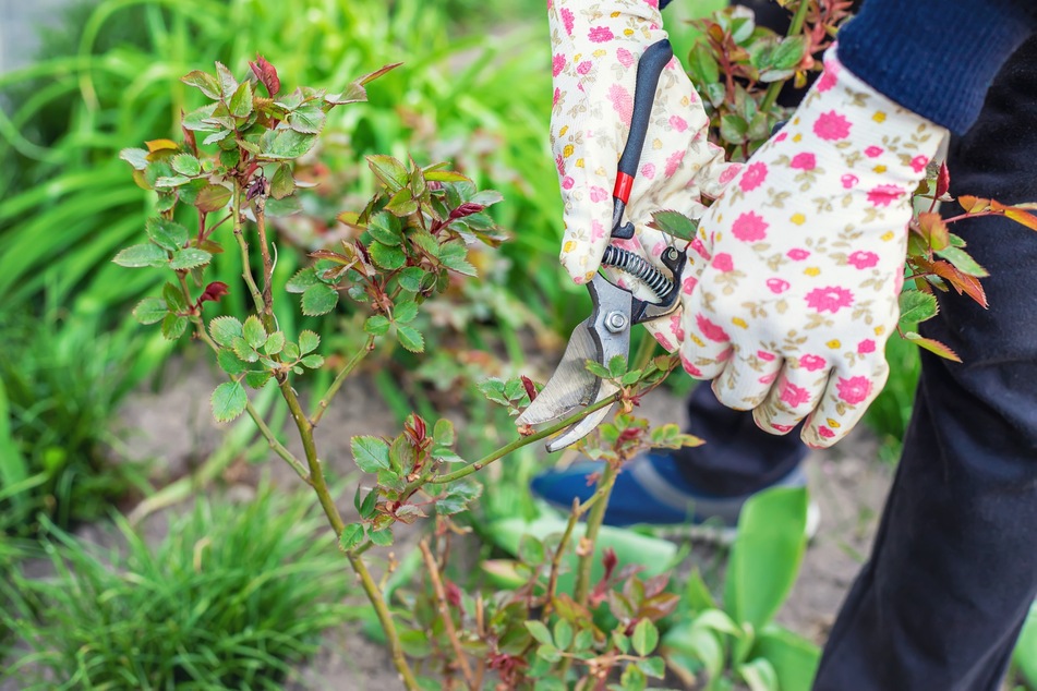Welche Gartenarbeit im April noch anfallen kann, sind Rückschnitte von Sträuchern und Gehölzen.