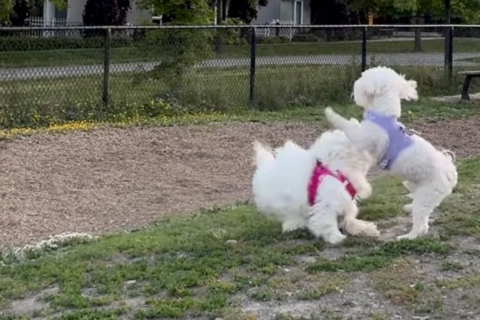 Maltipoo verhält sich seltsam gegenüber Hund: Als Wahrheit herauskommt, bricht Frauchens Herz