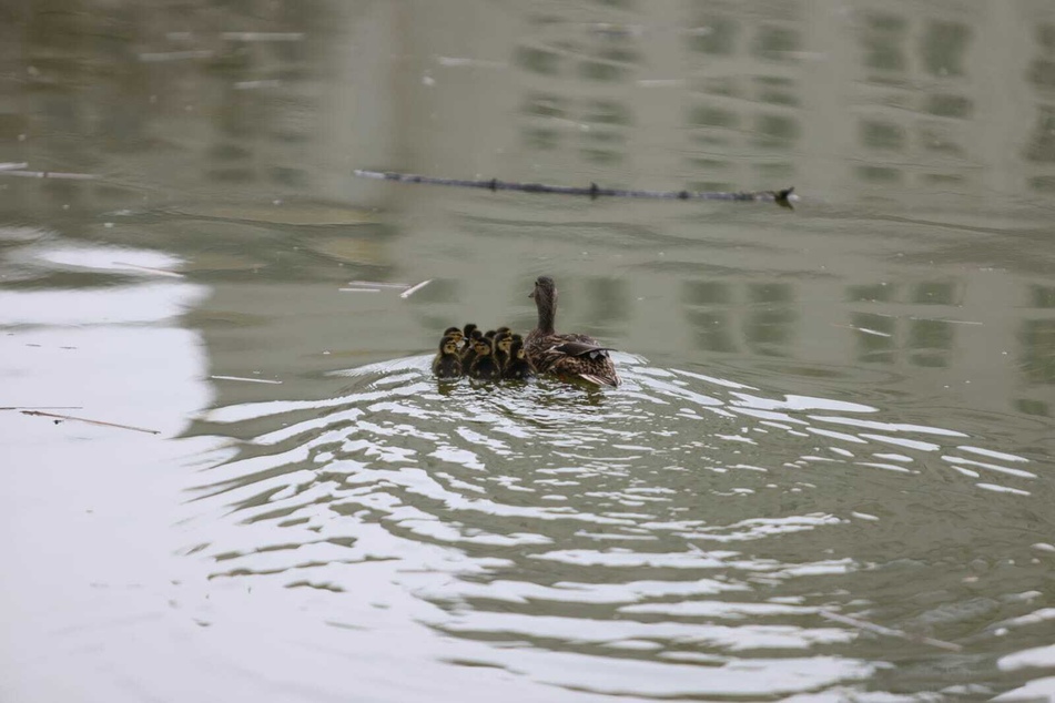 Im Wasser fühlen sich die Enten sichtlich wohl.