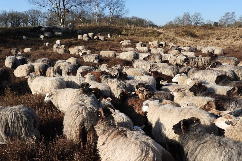 Nadine Quinns Herde April 2025 zum Saisonbeginn der Beweidung in den "Boberger Dünen". Kurz zuvor hatte die Umweltbehörde noch die Aufstockung der Herde auf 210 Tiere genehmigt, ein paar Wochen später kam dann die Aufforderung, die Herde um ein Drittel zu reduzieren.