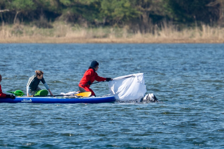 Die Helfer fahren wieder mit einem Paddleboard an den Wal.