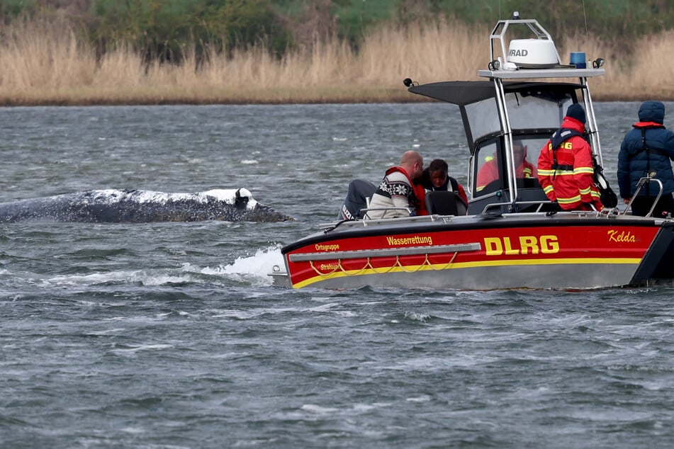 Schafft es Buckelwal "Timmy" heute aus seiner Mulde? Rinne ins tiefere Wasser offenbar fast fertig