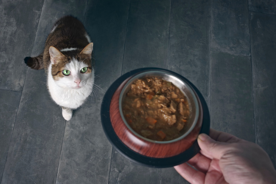 Wet food is a source of energy and fluids, but it also has its disadvantages.