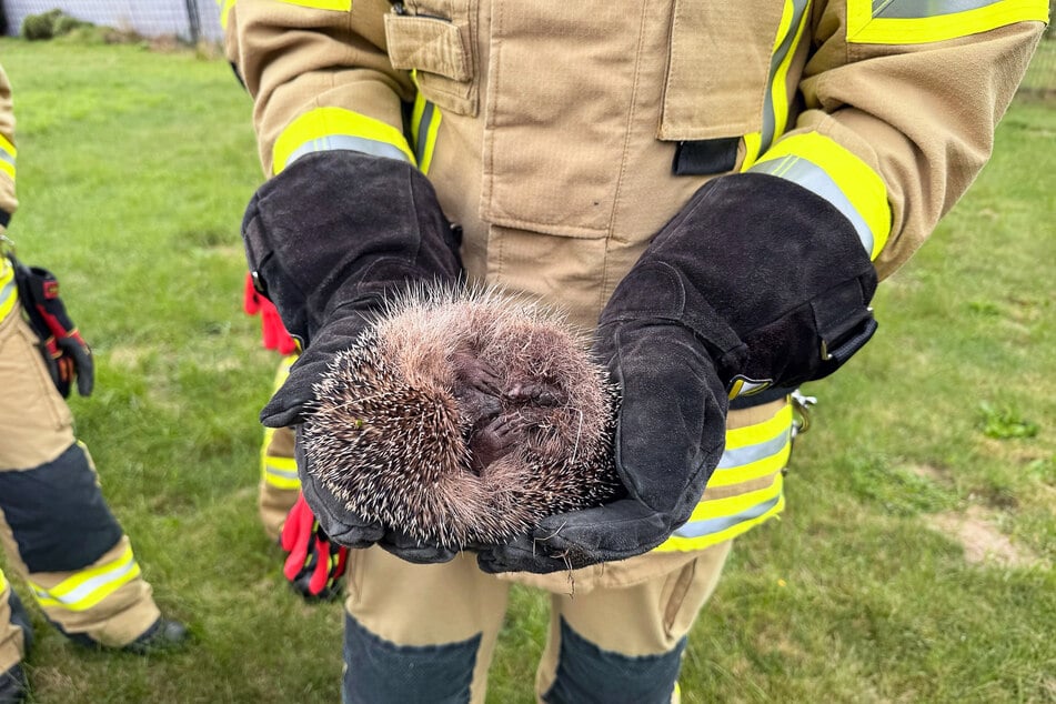 Rettung geglückt: ein Feuerwehrmann mit dem völlig entkräfteten Igel.