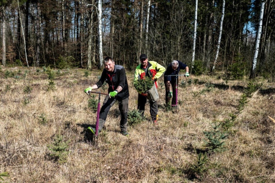 Die Waldarbeiter Bernd Keßler (61), Tom Günthel (52) und Rainer Böhme (63) forsten kahle Flächen im Rabensteiner Wald auf.