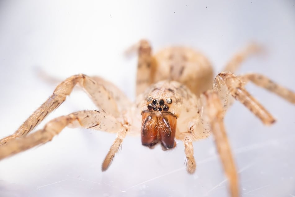 Die Spinne hat ihren ikonischen Namen von ihrem Namensvetter, dem Vampir "Nosferatu" aus dem gleichnamigen Film, an dessen Gesicht die Zeichnung auf dem Rücken des Tieres erinnert.