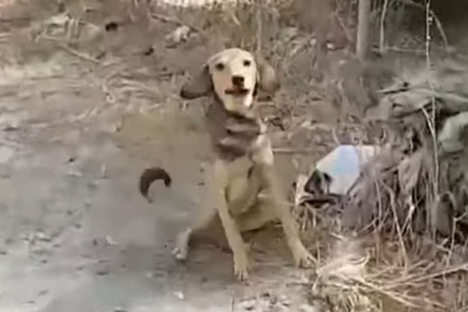 Dieser Hund freute sich sehr über seine Rettung.