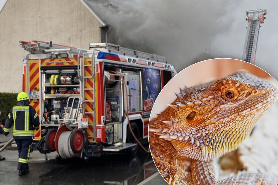 Tierischer Rettungseinsatz: Bartagame aus Flammen befreit