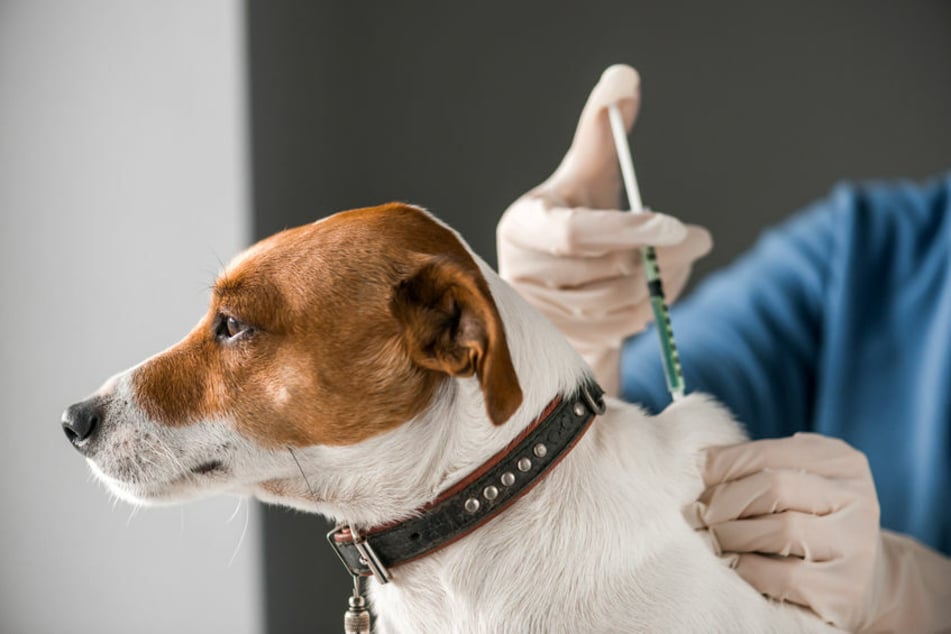 A dog suffering from diabetes may need daily insulin shots, but a good diet is also very important (stock image)&gt;