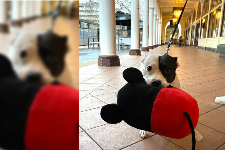 Dieses Foto von Ellie sorgt für Begeisterungsstürme im Netz.