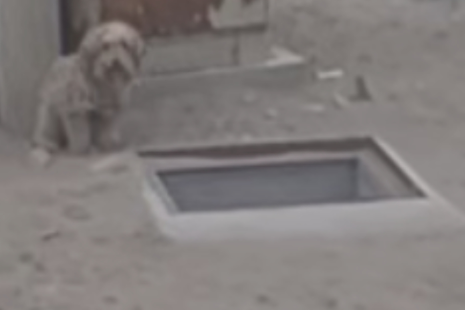 Verdreckter Hund sitzt neben Loch und bellt um Hilfe