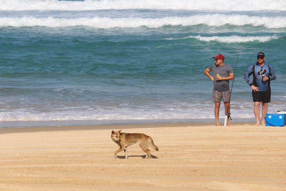 Dingo attacks have become a problem in Queensland. Wildlife authorities are asking tourists to be vigilant and keep their children close.