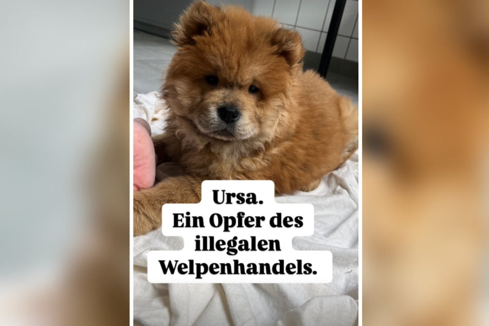 Chow-Chow-Hündin Ursa wartet aktuell im Tierheim Dellbrück darauf, aus der Tollwutquarantäne entlassen zu werden.