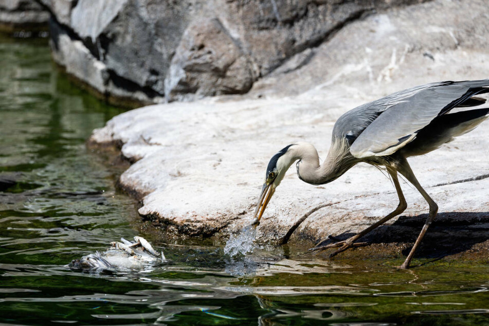 Was die Pinguine von den Eisbomben übrige ließen, das schnappten sich die Reiher.