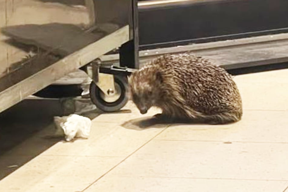 Dieser Igel hatte den Alarm ausgelöst, als er nachts durch einen Supermarkt streifte, in dem das Tier offenbar zuvor versehentlich eingeschlossen worden war.