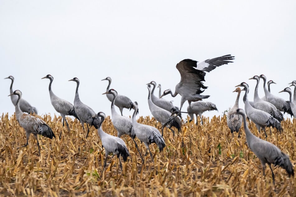 Die Vögel mögen Rückenwind. (Archivbild)
