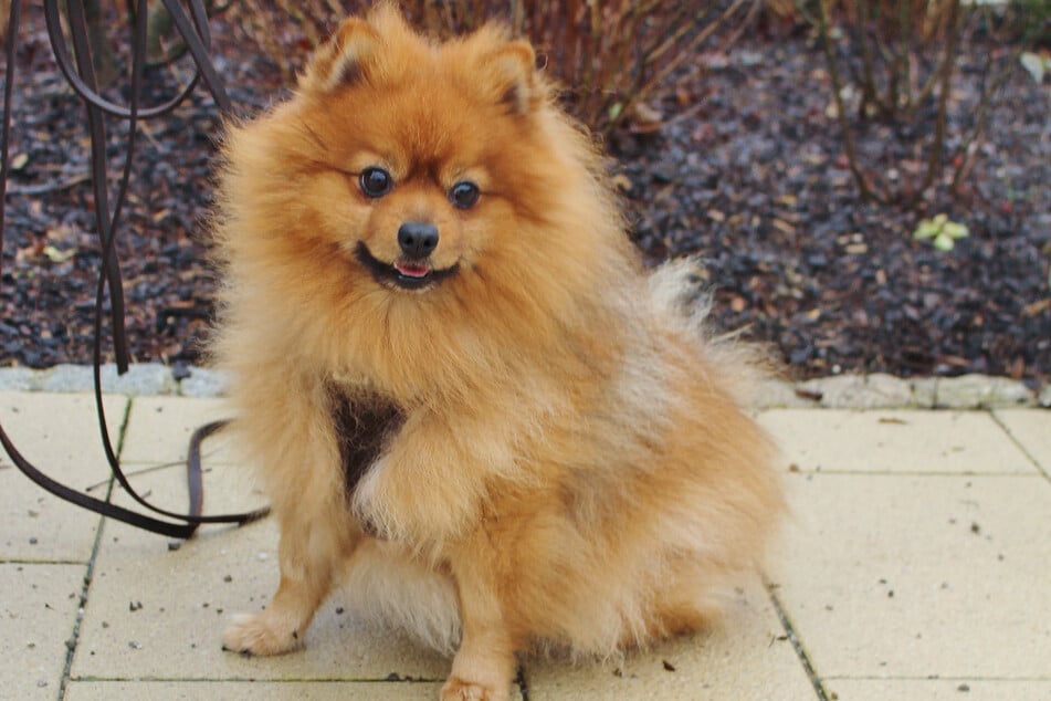 Pomeranian Milow sucht Besitzer, sie sich mit Hunden auskennen.