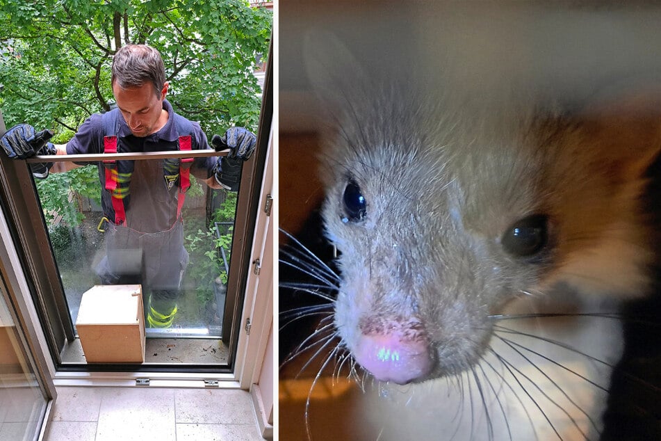 Secured in a box, the marten was released into the wild, squeaking happily.