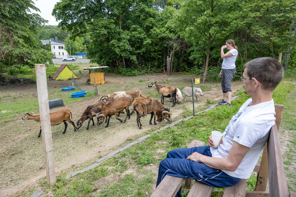 Daniel Pabst (41) kommt jede Woche nach Schönau, um den Bewohnern des Mini-Bauernhofs zuzuschauen.