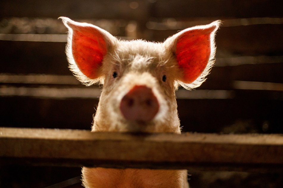 Na da schau einer an. In Großbritannien steht das Tierwohl nun mehr im Fokus.