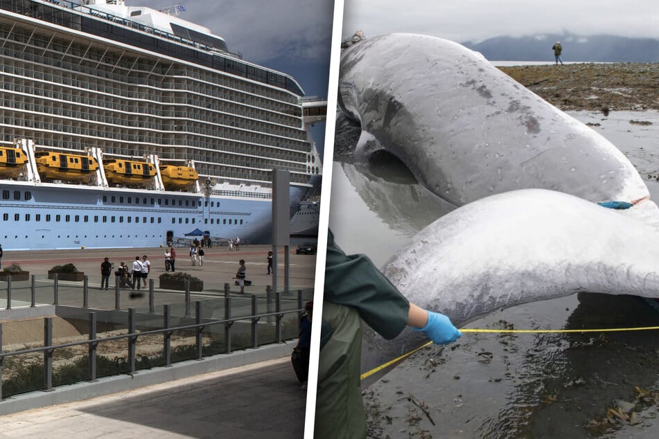 Trauriger Fund: Kreuzfahrtschiff bringt toten, trächtigen Wal in den Hafen