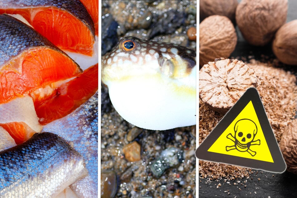 Essbar, aber tödlich? Das ist das giftigste Lebensmittel der Welt