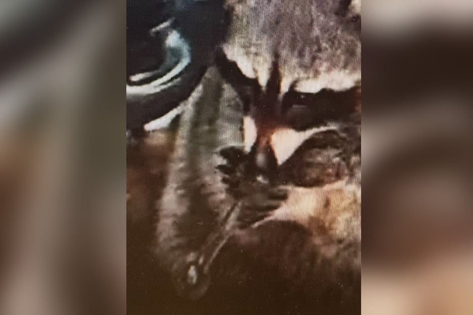 Waschbär "Chewy" war anscheinend bereits vertraut mit den Utensilien seiner Halterin.