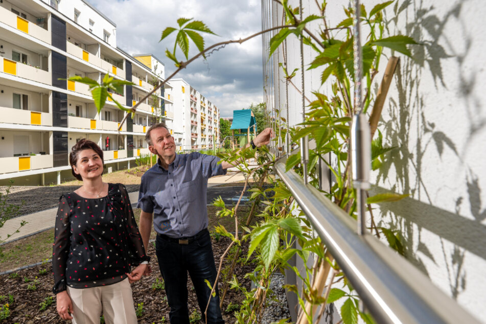 Die Vorstände Elvira Gallas und Thomas Bartel begutachten die ersten Früchte ihrer Arbeit. Die Wohnbaugenossenschaft Chemnitz West startete eine Offensive zur Begrünung ihrer Immobilien.