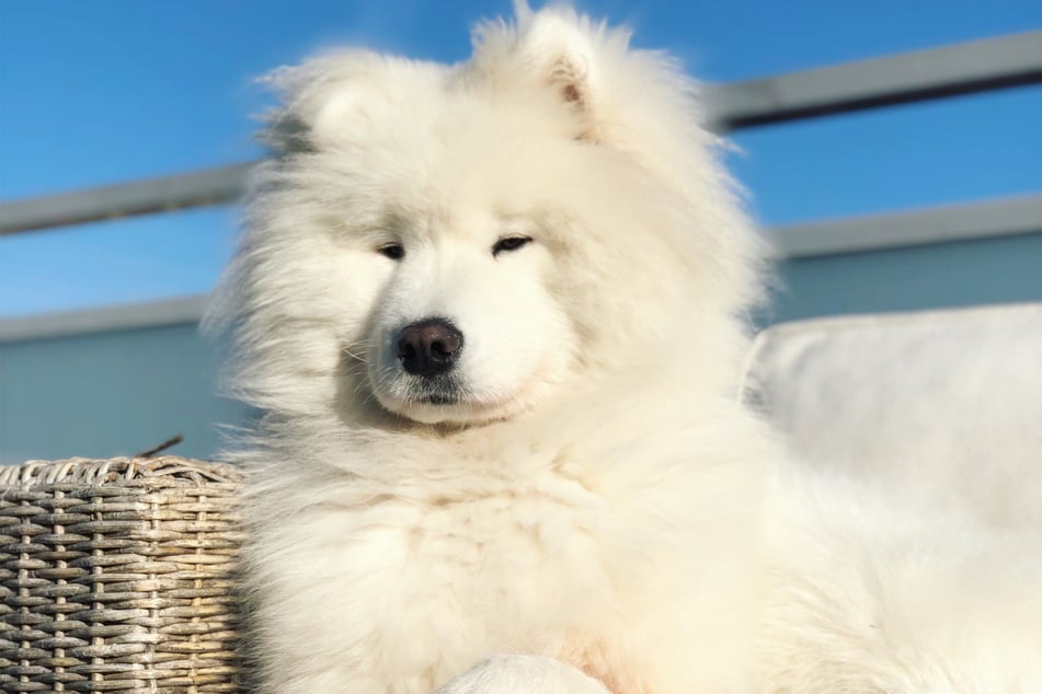There is no white dog breed friendlier, fluffier, or funnier, than the samoyed.