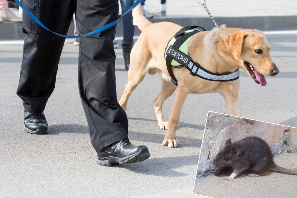 Spürhund warnt Ermittler vor Bombe: Doch was sie finden, ist kein Sprengstoff