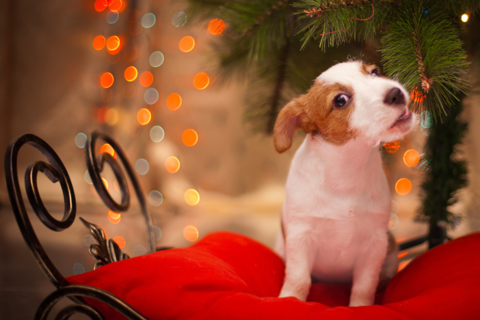 Hund und Katze unterm Weihnachtsbaum: Was tun, wenn Haustiere die Deko fressen?