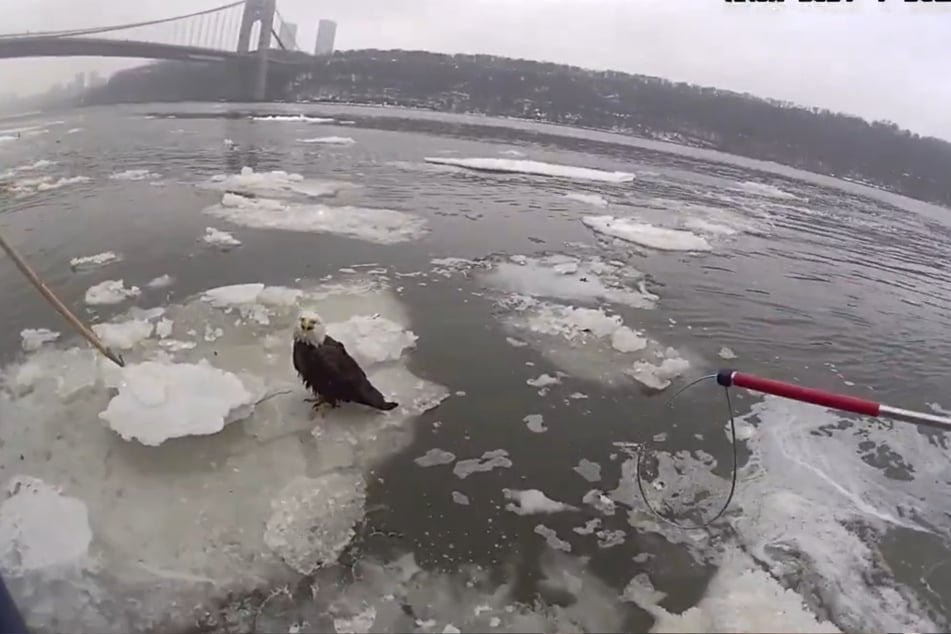 Die Eisscholle, auf der sich das Tier befand, drohte bereits zu sinken.