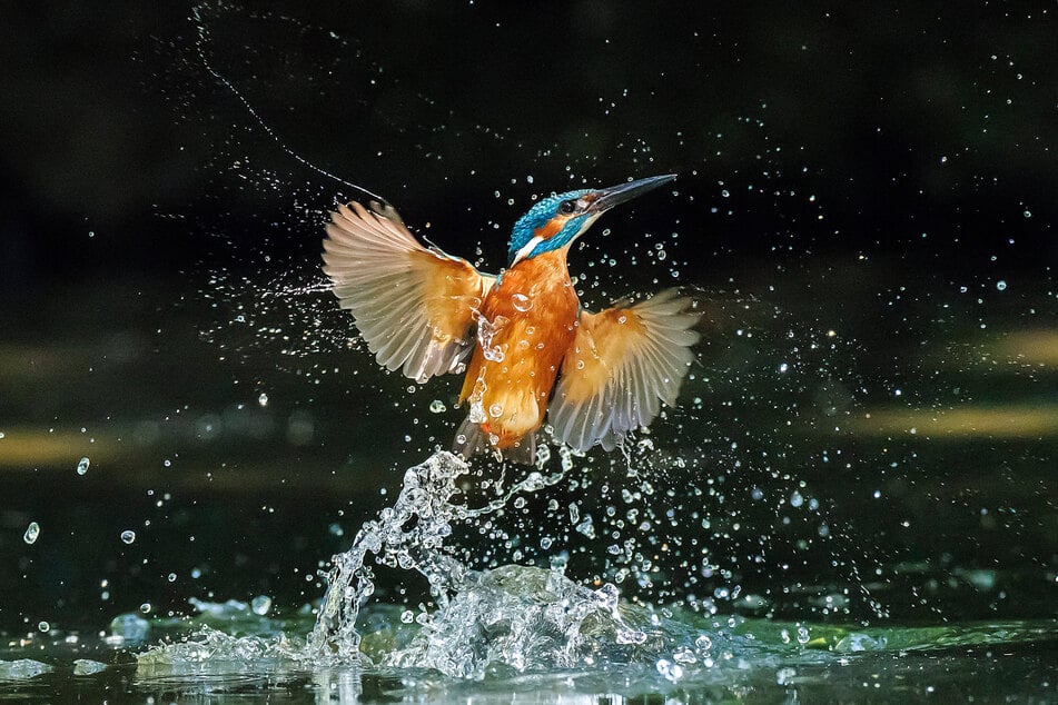 Der Eisvogel ist einer von 200 Arten, die in Sachsen heimisch sind.