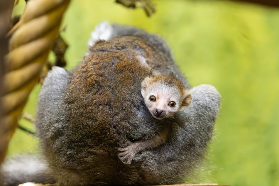 Der winzige Nachwuchs war für den Dresdner Zoo eine große Überraschung.