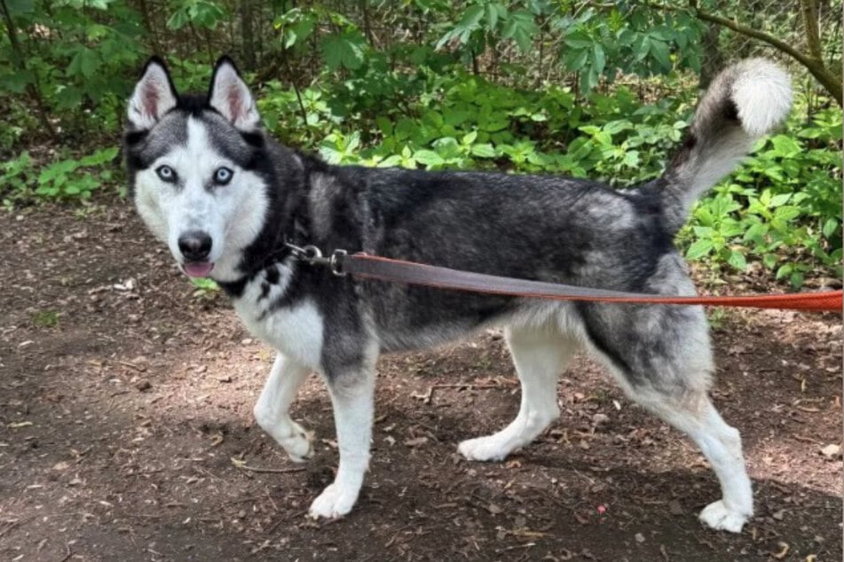 Nala sucht Menschen, die gerne spazieren gehen und aktiv sind.