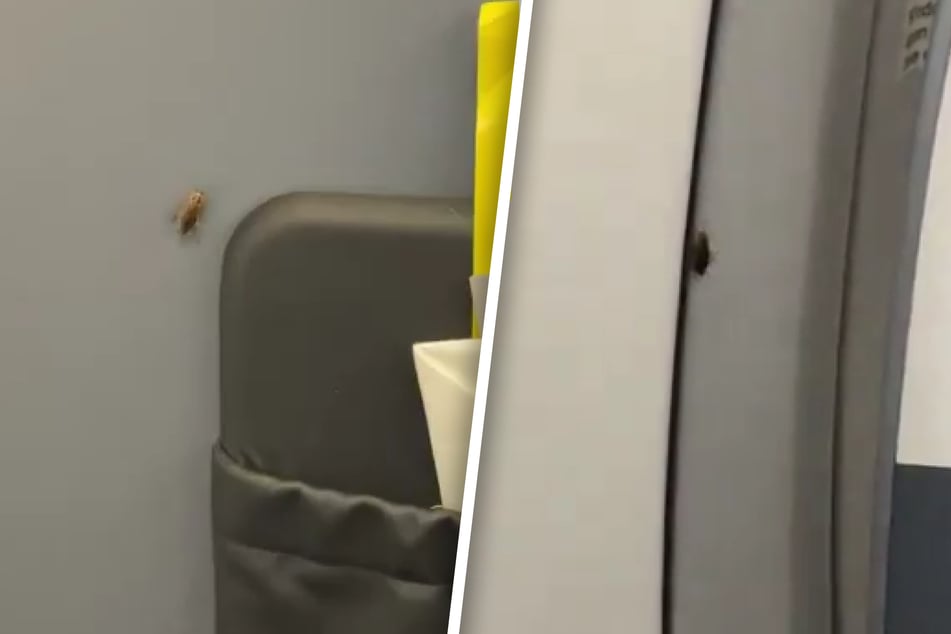 Gleich an zwei verschiedenen Stellen fand die Frau die ekligen Krabbeltiere.